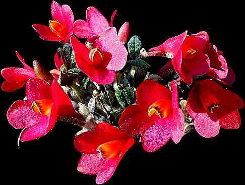 Dendrobium cuthbertsonii       